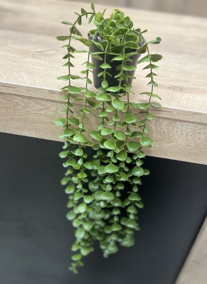 50cm uzun Sarkıt Okaliptus