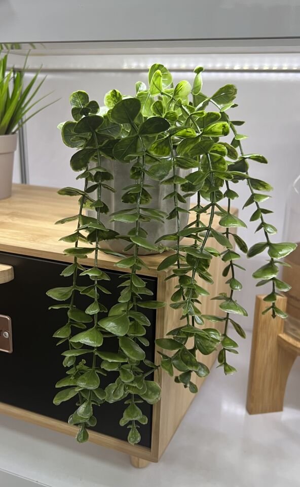 26cm  Sarkıt Okaliptus